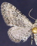 Eupithecia minuta