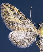 Eupithecia mellisa