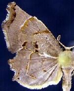 Calledapteryx dryopterata