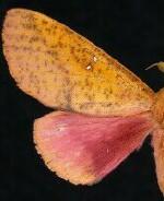 Syssphinx bicolor