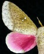 Syssphinx bicolor