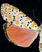 Utetheisa ornatrix