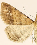 Phalaenophana extremalis