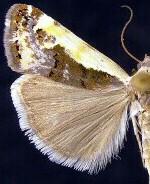 Tarache augustipennis