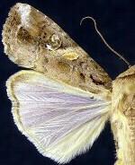 Spodoptera frugiperda