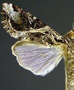 Spodoptera androgea