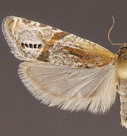 Eucosma decempunctana