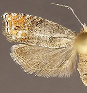 Epinotia wrighti