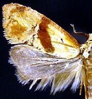 Cochylis caulocatax