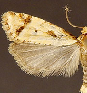 Phtheochroa canariana