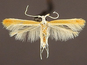 Corythophora aurea