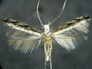 Micrurapteryx sp.