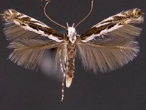 Micrurapteryx occulta