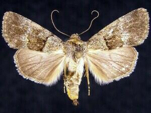 Moth Photographers Group – Sympistis cherti – 10118.3