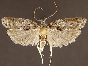 Antaeotricha arizonensis