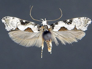Oecophoridae sp.