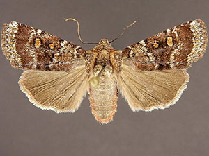 Abagrotis pulchrata