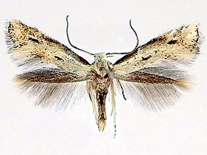Elachista beothucella