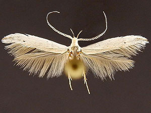 Coleophora manitoba