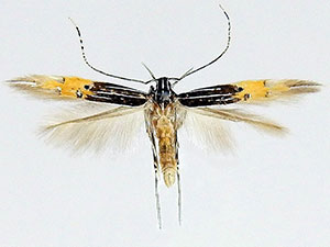 Cosmopterix quadrilineella