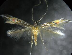 Cosmopterix floridanella