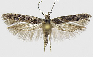 Telphusa sedulitella