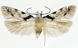 Pseudotelphusa basifasciella