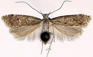Dichomeris hirculella