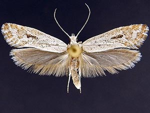 Ypsolopha angelicella
