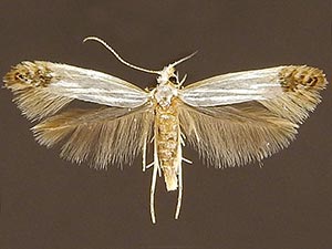 Argyresthia apicimaculella