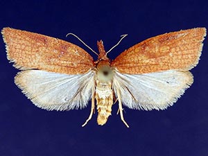 Sparganothis boweri