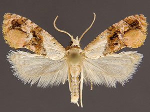 Thyraylia hollandana