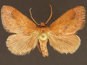 Adoneta pygmaea