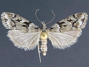Eudonia albertalis