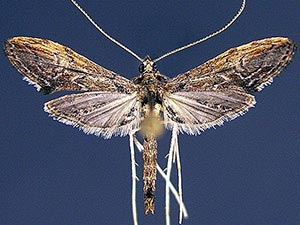 Atomopteryx solanalis