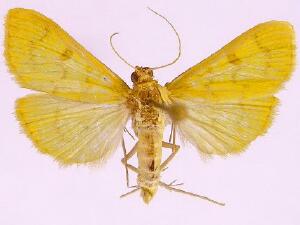 Loxomorpha flavidissimalis