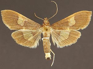 Moth Photographers Group – Diaphania olealis – 5201