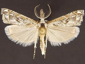 Prionapteryx cuneolalis