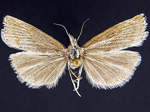 Pediasia browerellus