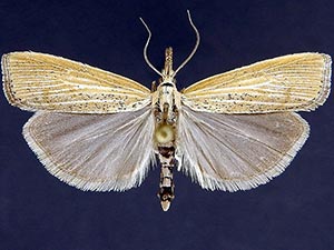 Pediasia dorsipunctellus