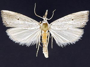 Haimbachia albescens