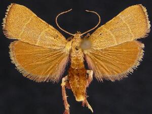 Parachma ochracealis