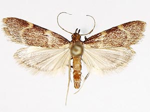 Acallis griphalis
