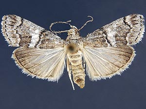 Pococera floridella