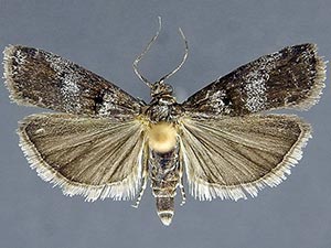 Ortholepis myricella