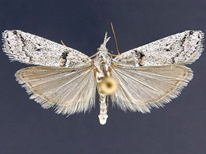 Rostrolaetilia placidissima