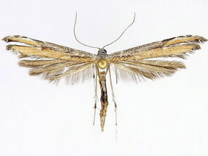 Oidaematophorus cineraceus