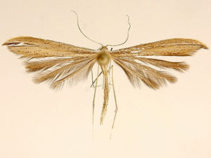 Hellinsia phoebus