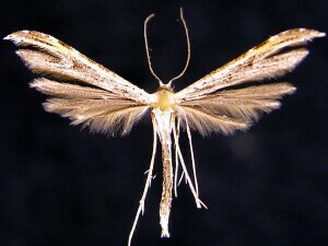 Pterophoridae sp.