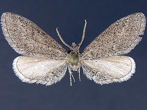 Glaucina utahensis